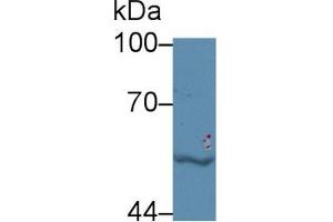 Western Blot; Sample: Human Jurkat cell lysate; Primary Ab: 5µg/ml Rabbit Anti-Bovine LBP Antibody Second Ab: 0.