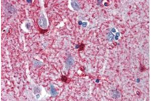 Anti-ENO1 antibody IHC staining of human brain, cortex. (ENO1 antibody  (AA 246-295))