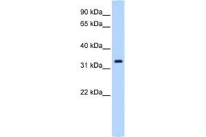 WB Suggested Anti-NCF4 Antibody Titration:  0. (NCF4 antibody  (N-Term))