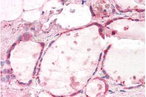 ABIN5539638 (5µg/ml) staining of paraffin embedded Human Thyroid. (GNAI2 antibody  (AA 289-299))