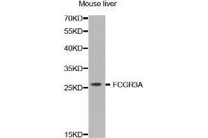 Western Blotting (WB) image for anti-Fc Fragment of IgG, Low Affinity IIIa, Receptor (CD16a) (FCGR3A) antibody (ABIN1872673)
