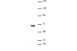 Elk-1 antibody (pAb) tested by Western blot. (ELK1 antibody  (C-Term))