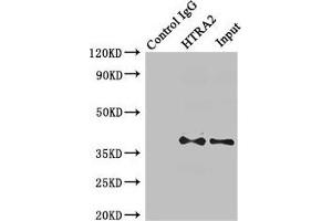 Immunoprecipitating HTRA2 in MCF-7 whole cell lysate Lane 1: Rabbit control IgG (1 μg) instead of ABIN7168921 in MCF-7 whole cell lysate. (HTRA2 antibody  (AA 334-458))