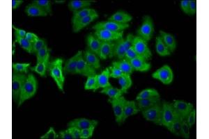 PHEX antibody  (AA 524-673)