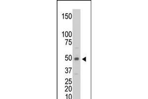Antibody is used in Western blot to detect CKM in C6 cell lysate. (CKM antibody  (C-Term))