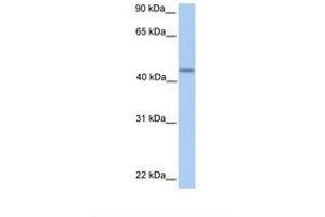 Image no. 1 for anti-Patatin-Like phospholipase Domain Containing 5 (PNPLA5) (C-Term) antibody (ABIN6739237) (PNPLA5 antibody  (C-Term))