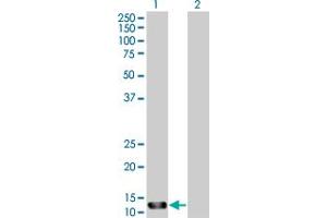 Western Blot analysis of STK10 expression in transfected 293T cell line by STK10 MaxPab polyclonal antibody.