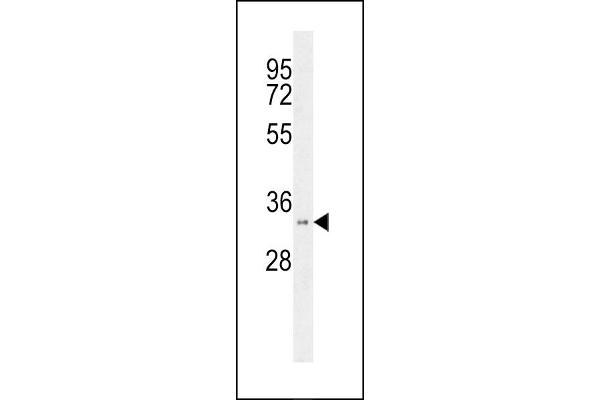 HSD17B11 antibody  (N-Term)