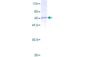 FBLN3 Protein (AA 1-493) (GST tag)