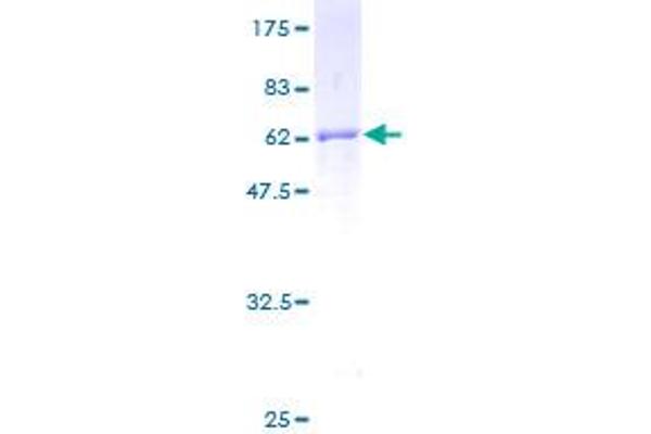 FBLN3 Protein (AA 1-493) (GST tag)