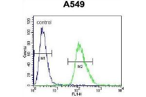 ARRB1 Antibody (C-term) flow cytometric analysis of A549 cells (right histogram) compared to a negative control cell (left histogram).
