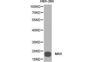 Western Blotting (WB) image for anti-MYC Associated Factor X (MAX) antibody (ABIN1873648) (MAX antibody)