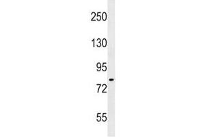 IKK antibody western blot analysis in A549 lysate. (IKK-alpha /IKK-beta antibody  (AA 155-184))