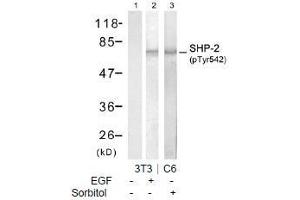 Image no. 2 for anti-Protein tyrosine Phosphatase, Non-Receptor Type 11 (PTPN11) (pTyr542) antibody (ABIN197089) (PTPN11 antibody  (pTyr542))