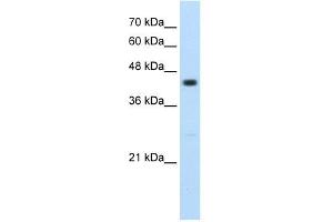 RNF32 antibody used at 2.