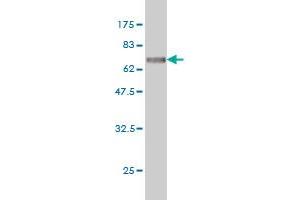 Western Blot detection against Immunogen (74. (ITFG2 antibody  (AA 1-447))