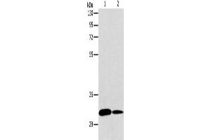 Western Blotting (WB) image for anti-ATG5 Autophagy Related 5 (ATG5) antibody (ABIN2422617) (ATG5 antibody)