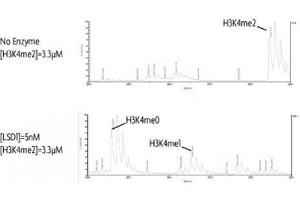 LSD1 / KDM1A activity assay. (LSD1 Protein (DYKDDDDK Tag))