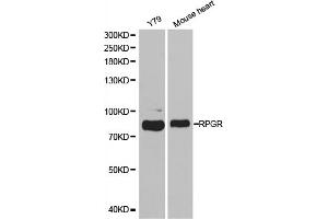 Western blot analysis of extracts of various cell lines, using RPGR antibody. (RPGR antibody)