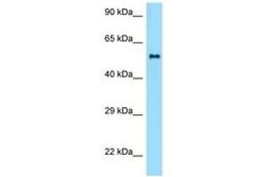 Image no. 1 for anti-Zinc Finger and BTB Domain Containing 37 (ZBTB37) (AA 251-300) antibody (ABIN6748381) (ZBTB37 antibody  (AA 251-300))