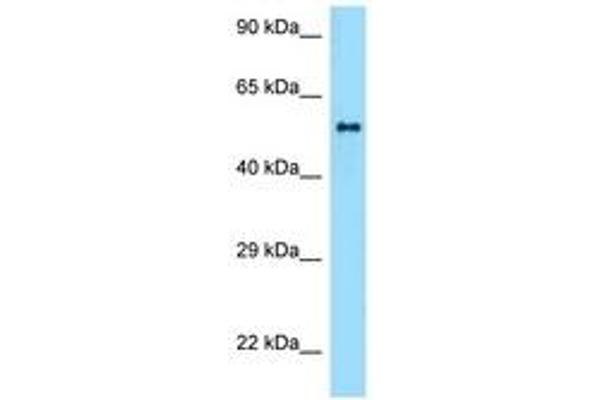 ZBTB37 antibody  (AA 251-300)
