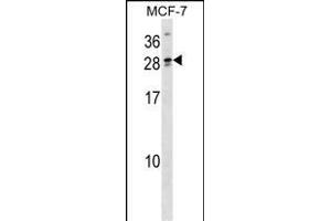 LIPT2 Antibody (N-term) (ABIN1538994 and ABIN2849695) western blot analysis in MCF-7 cell line lysates (35 μg/lane). (LIPT2 antibody  (N-Term))