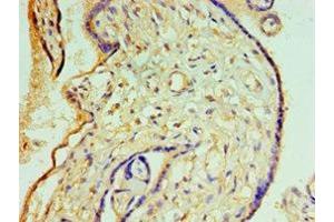 Immunohistochemistry of paraffin-embedded human placenta tissue using ABIN7148820 at dilution of 1:100 (CREB3L2 antibody  (AA 1-247))