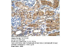 Human kidney (NEDD9 antibody  (Middle Region))