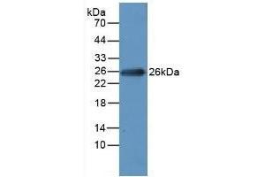 MYL1 antibody  (AA 3-142)