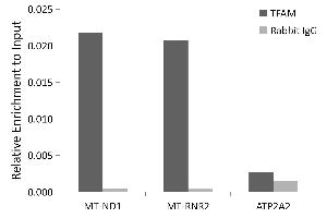 Chromatin immunoprecipitation analysis of extracts of K-562 cells, using TFAM antibody (ABIN6128817, ABIN6149024, ABIN6149025 and ABIN6217596) and rabbit IgG. (TFAM antibody  (AA 1-220))
