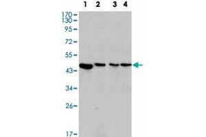 Western blot analysis using MAP2K2 monoclonal antibody, clone 7F5  against PC-12 (1), Jurkat (2), HeLa (3) and NIH/3T3 (4) cell lysate.