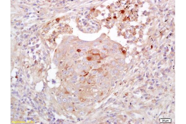 EGFL7 antibody  (AA 30-80)