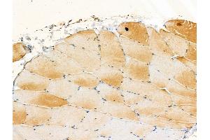 Phospho-A20/TNFAIP3 (Ser381) Antibody at 1/100 staining Rat muscle tissue by IHC-P.