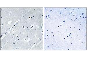 Immunohistochemistry analysis of paraffin-embedded human brain tissue, using Histone H2B Antibody. (Histone H2B antibody  (AA 1-50))
