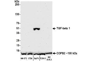 Western Blotting (WB) image for anti-Transforming Growth Factor, beta 1 (TGFB1) (AA 325-375) antibody (ABIN7449529)