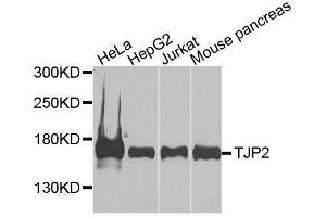 Western blot analysis of extracts of various cell lines, using TJP2 antibody. (TJP2 antibody  (AA 951-1190))