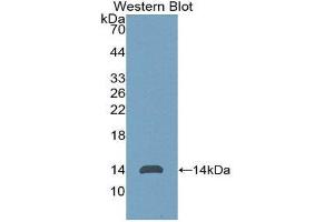 Western Blotting (WB) image for anti-Anti-Mullerian Hormone (AMH) (AA 453-560) antibody (ABIN1077805)