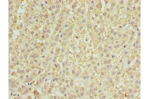 Immunohistochemistry of paraffin-embedded human adrenal gland tissue using ABIN7164085 at dilution of 1:100 (PRDM14 antibody  (AA 301-571))