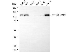 anti-rho/rac Guanine Nucleotide Exchange Factor (GEF) 2 (ARHGEF2) antibody
