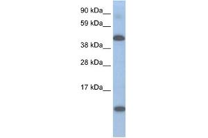 WB Suggested Anti-A630025C20RIK Antibody Titration:  0. (Lcor antibody  (N-Term))