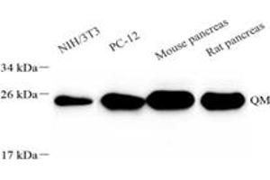 Western blot analysis of RPL10 (ABIN7075428),at dilution of 1: 4000,Lane 1: NIH-3T3 cell lysate,Lane 2: PC-12 cell lysate,Lane 3: Mouse pancreas tissue lysate,Lane 4: Rat pancreas tissue lysate (RPL10 antibody)