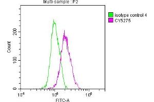 Flow Cytometry (FACS) image for anti-NK2 Homeobox 1 (NKX2-1) antibody (ABIN7127859)