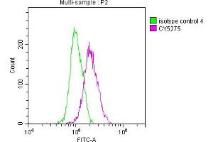 Overlay histogram showing A549 cells stained with ABIN7127859 (red line) at 1:50. (Recombinant NKX2-1 antibody)