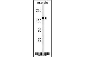 MED14 Antibody ABIN1539882 western blot analysis in mouse brain tissue lysates (35 μg/lane).