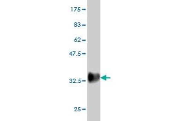 PSCA antibody  (AA 23-95)