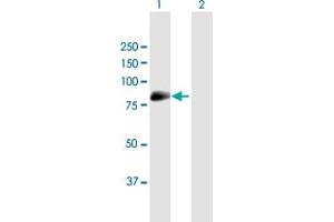 Western Blot analysis of MAN1C1 expression in transfected 293T cell line by MAN1C1 MaxPab polyclonal antibody.