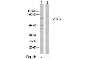 Image no. 2 for anti-Activating Transcription Factor 2 (ATF2) (Ser112), (Ser94) antibody (ABIN197152) (ATF2 antibody  (Ser94, Ser112))