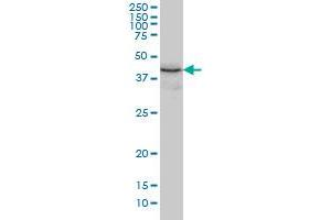 TXNDC4 monoclonal antibody (M01A), clone 3C7 Western Blot analysis of TXNDC4 expression in K-562 . (ERP44 antibody  (AA 30-406))