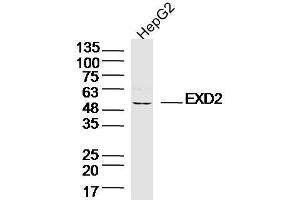 HepG2 lysates probed with EXD2 Polyclonal Antibody, Unconjugated  at 1:300 dilution and 4˚C overnight incubation. (EXD2 antibody  (AA 351-621))