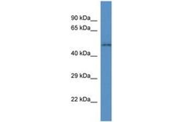 SLC35F3 antibody  (C-Term)